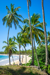 Fototapeta na wymiar Scenic tropical view through coconut palm trees towering over a wide golden sand beach bay in Bahia, Brazil