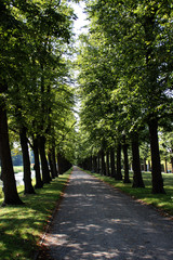 Eine Baumallee in Herrenhausen