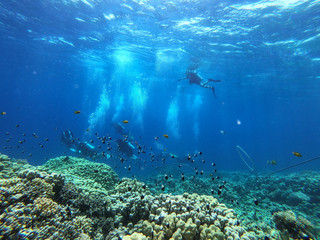 Diving time and underwater photo of ocean. 