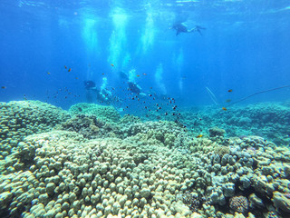 Fototapeta premium Diving time and underwater photo of ocean. 