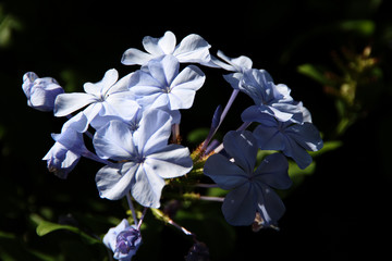 Hellblaue Blüten im Berggarten