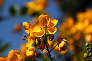 Gelbe Blüten an einem Baum
