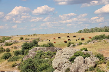 Wildlife of Ukraine - steppe, rocks, stones and the Yuzhny Bug River.