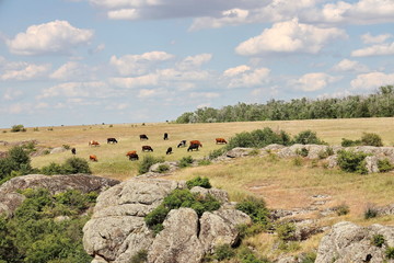 Wildlife of Ukraine - steppe, rocks, stones and the Yuzhny Bug River.