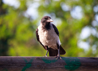Black and white crow on wood in nature 