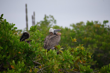 Galapagos Pelicans