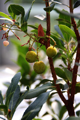 Früchte der Arbutus Unedo