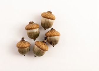 group of green acorn on white background