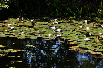 Seerosen in einem Gartenteich