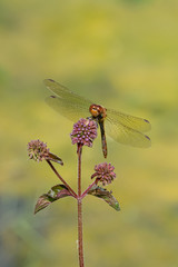 Male red veined darter dragonfly (sympetrum fonscolombii) on purple thistle flower