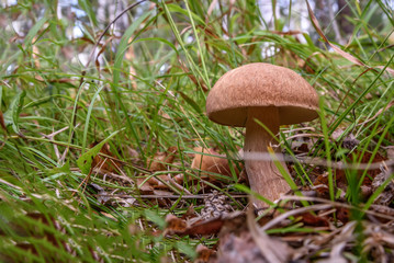 mushroom boletus forest grass