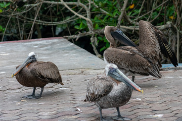Galapagos Pelicans