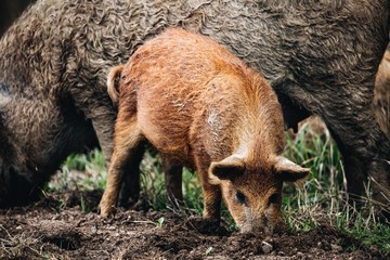 Wild boars (Sus scrofa) animal family with baby boar in autumn forest