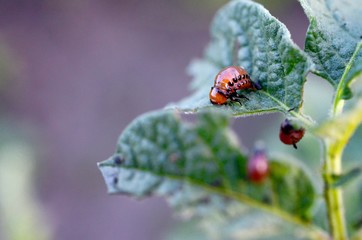 Colorado potato beetle larvae eat leaf of young potato