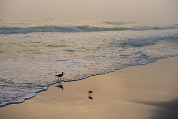 Birds on the Beach at Sunset