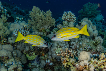 Fish swim in the Red Sea, colorful fish, Eilat Israel