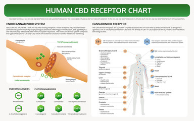 Human CBD Receptor Chart horizontal textbook infographic illustration about cannabis as herbal alternative medicine and chemical therapy, healthcare and medical science vector.