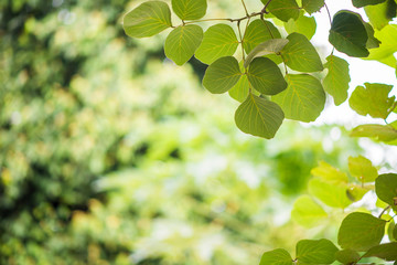 fresh green leaves back ground  