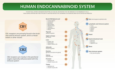 Human Endocannabinoid System horizontal textbook infographic illustration about cannabis as herbal alternative medicine and chemical therapy, healthcare and medical science vector.