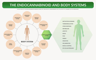 Endocannabinoid and Body Systems horizontal textbook infographic illustration about cannabis as herbal alternative medicine and chemical therapy, healthcare and medical science vector.