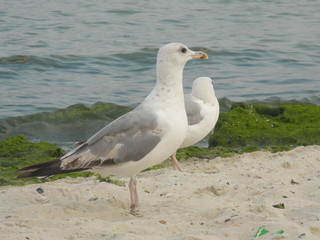 Fototapeta premium seagulls by the sea, sun and hot sand