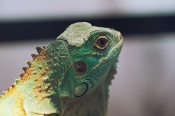 Iguana close up macro animal portrait photo