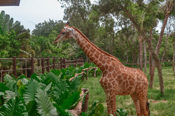 Giraffe in wildlife Sanya Hainan China