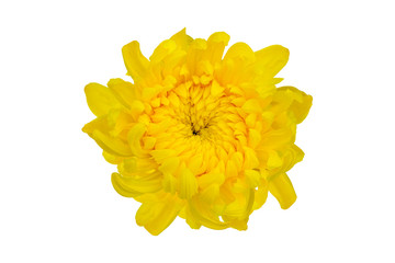 Top view of yellow Chrysanthemum flower isolated on white background.
