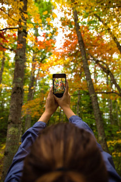 Woman's hands holding phone and photographing a beautiful forest in fall.