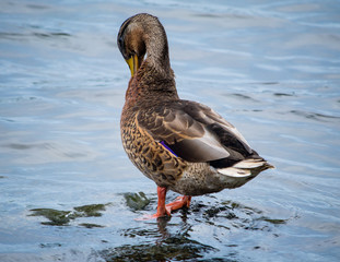 A female mallard duck preening feathers at water's edge on a summer afternoon at Jamaica Pond, Massachusetts.