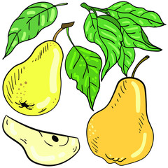 Color vector illustration with pear, branch and leaf, leaves on white background. Good for printing. Hand drawn illustration. Logo and postcard ideas. 