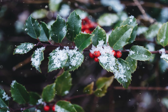Red berries on snow covered leaves
