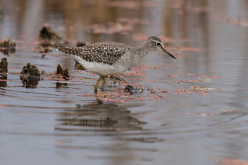 Chevalier sylvain,.Tringa glareola , Wood Sandpiper