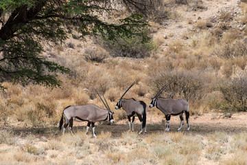 Fototapeta na wymiar oryx gazelle, gemsbok, Oryx gazella, Parc national Kalahari, Afrique du Sud