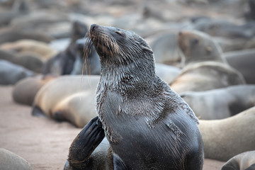 Cape fur seals on Namibian skeleton coast.