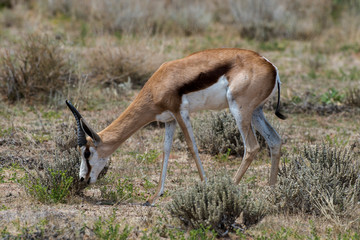 Springbok, Antidorcas marsupialis, Afrique du Sud