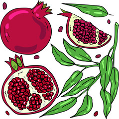 Color vector illustration with pomegranate and branch with leaves on white background. Good for printing. Hand drawn illustration. Logo and postcard ideas. 