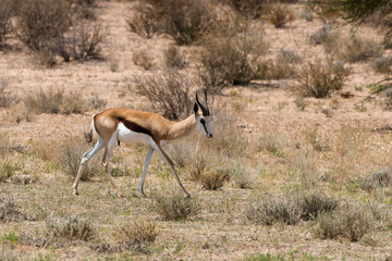 Springbok, Antidorcas marsupialis, Afrique du Sud