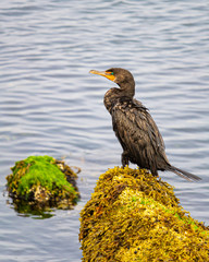 Cormorant on the Rocks
