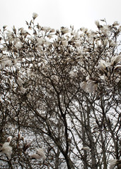 Magnolia Tree