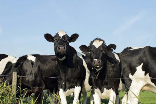 Holstein cattle