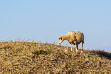 Obraz premium Sheep in warm evening light against blue sky 