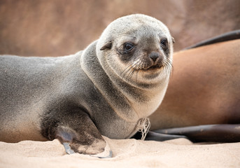 Cape fur seals on Namibian skeleton coast.