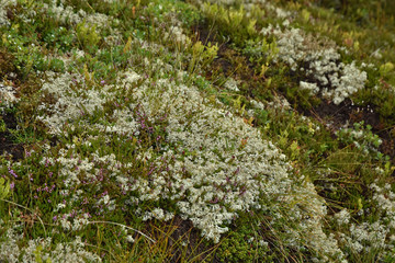 Rentierflechte, Cladonia rangiferina
