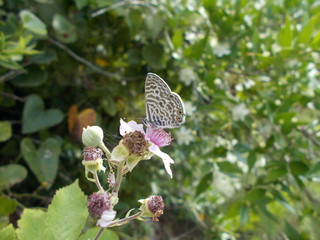 butterfly on flower