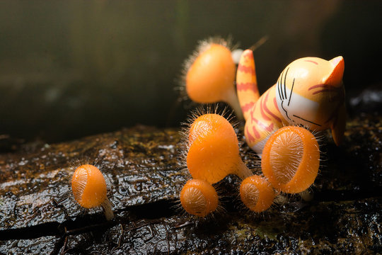 Orange mushroom, Cookeina tricholoma in rainforest and the cat