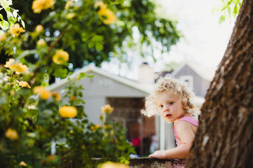 On the fence with yellow roses