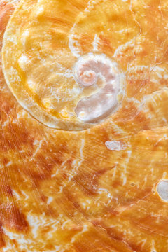 Orange Abalone Shell Closeup