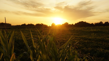 Beautiful sunset near a gorgeous Cornfield. Breathtaking nature in it's purest form