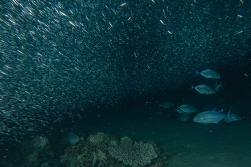 Fish swim in the Red Sea, colorful fish, Eilat Israel